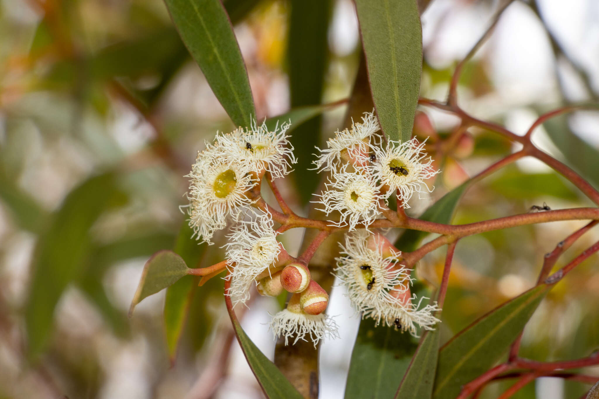 Image de Eucalyptus gracilis F. Müll.