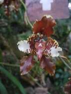 Image of Cyrtochilum halteratum (Lindl.) Kraenzl.