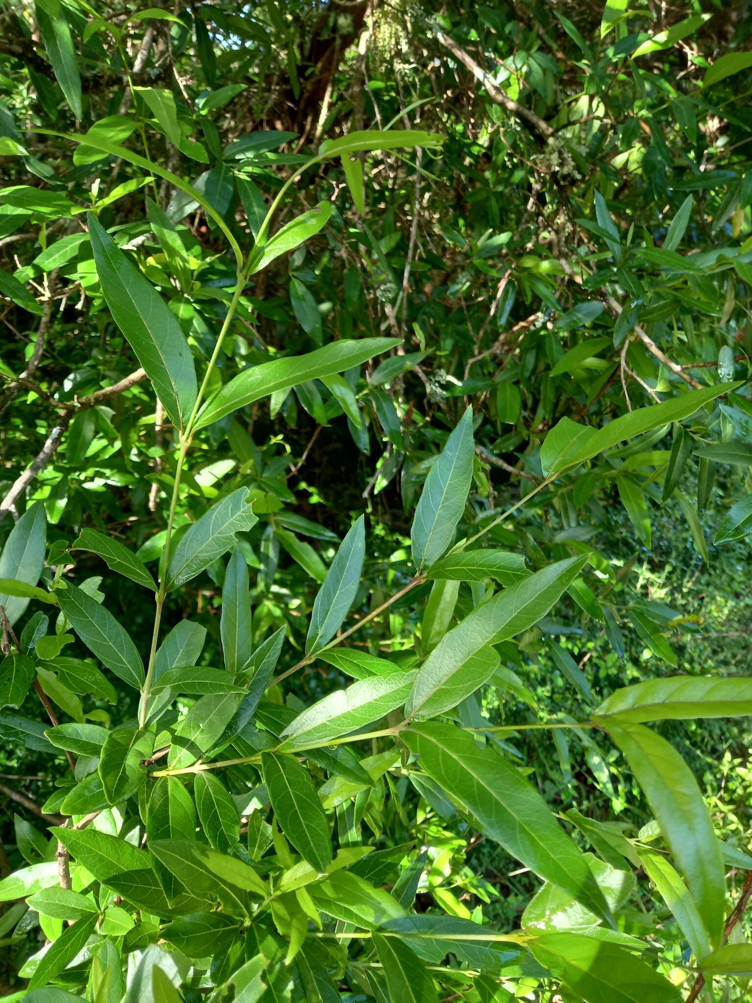 Image of Combretum caffrum (Eckl. & Zeyh.) Kuntze