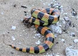 Image of Desert Banded Snake