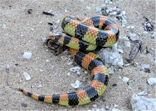 Image of Desert Banded Snake