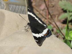 Imagem de Limenitis arthemis rubrofasciata Barnes & McDunnough 1916