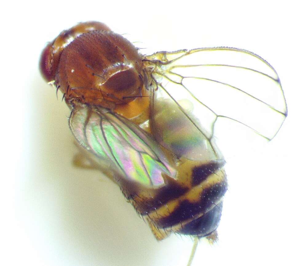 Imagem de Drosophila immigrans Sturtevant 1921