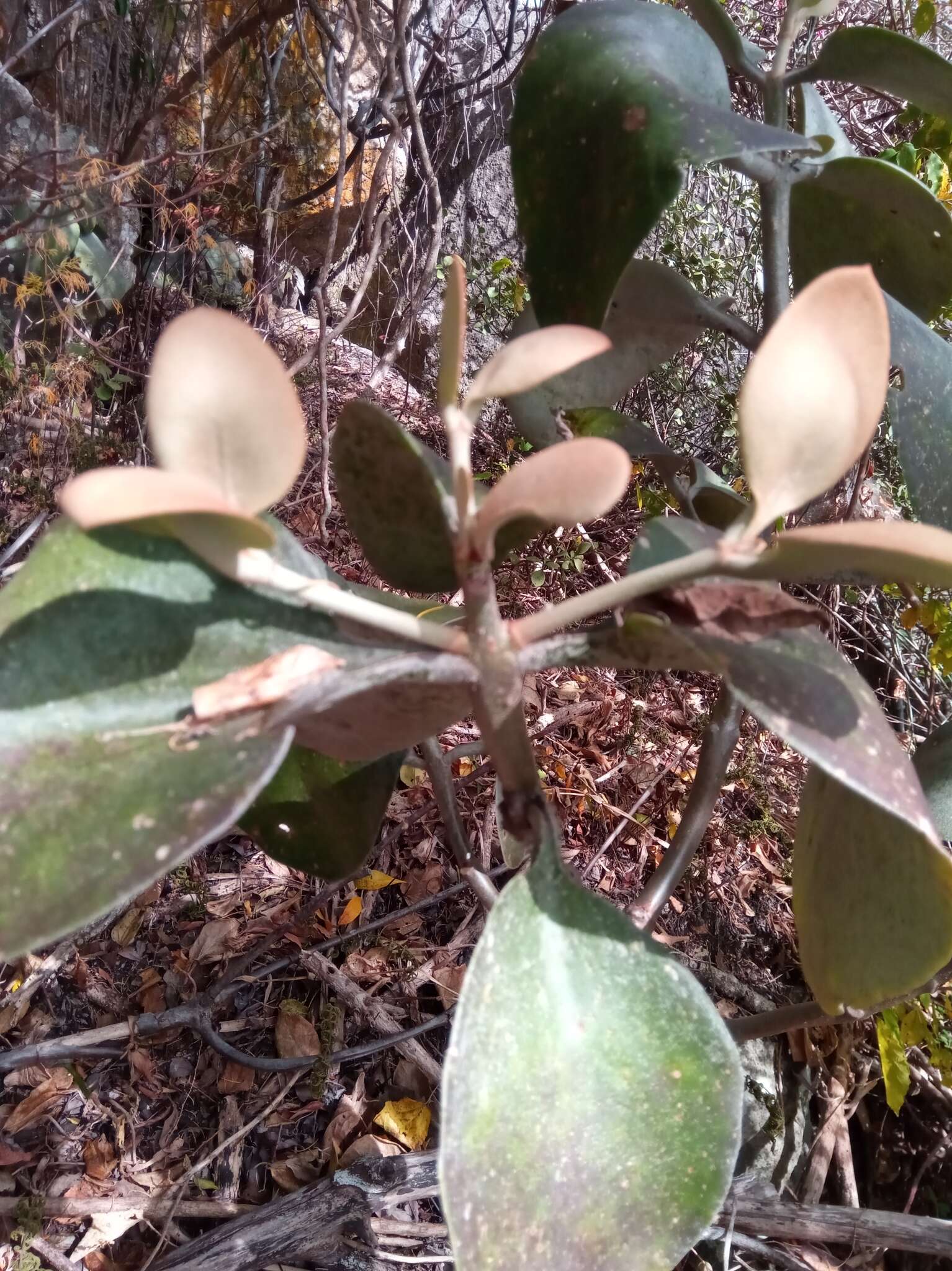 Image of Kalanchoe orgyalis Baker