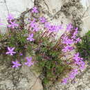 Viola cazorlensis Gand. resmi
