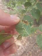 Stigmella multispicata Rociene & Stonis ex Stonis & Rociene 2014的圖片