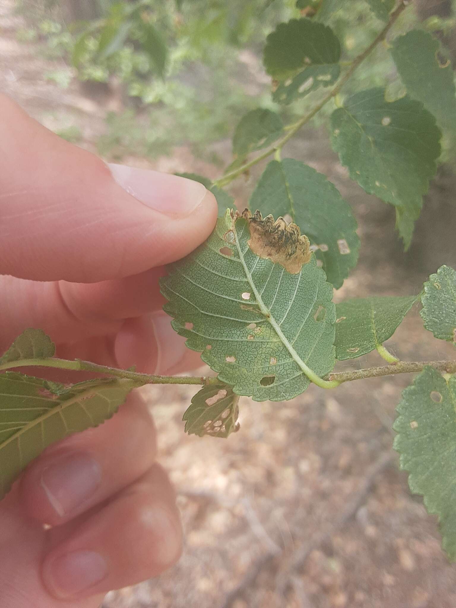 Stigmella multispicata Rociene & Stonis ex Stonis & Rociene 2014的圖片