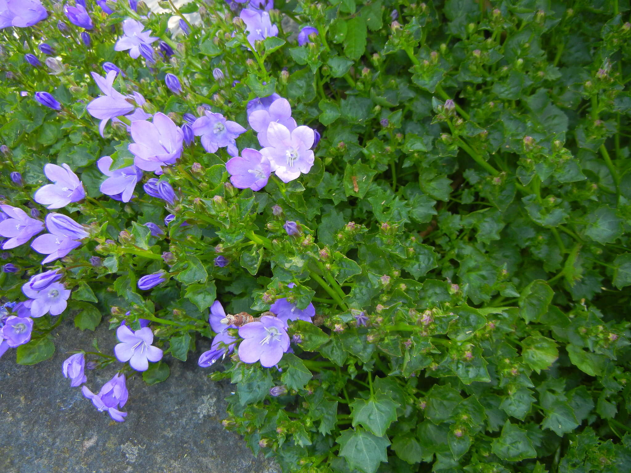 Image of Peach-leaf Bellflower