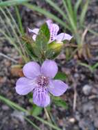 صورة Dyschoriste oblongifolia (Michx.) Kuntze