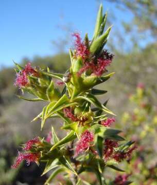 Image of Cliffortia ruscifolia L.