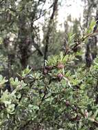 Sivun Leptospermum glaucescens S. Schauer kuva