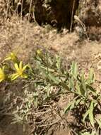 Plancia ëd Columbiadoria hallii (A. Gray) G. L. Nesom