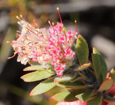 Image of Leucospermum royenifolium (Salisb. ex Knight) Stapf