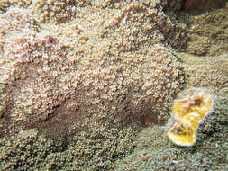 Image of pore coral