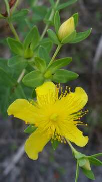 Image de Hypericum myrtifolium Lam.