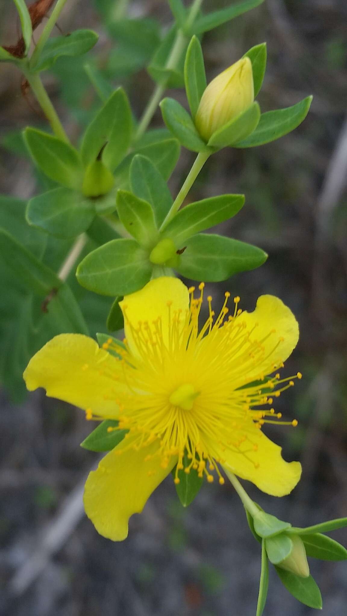 Image de Hypericum myrtifolium Lam.