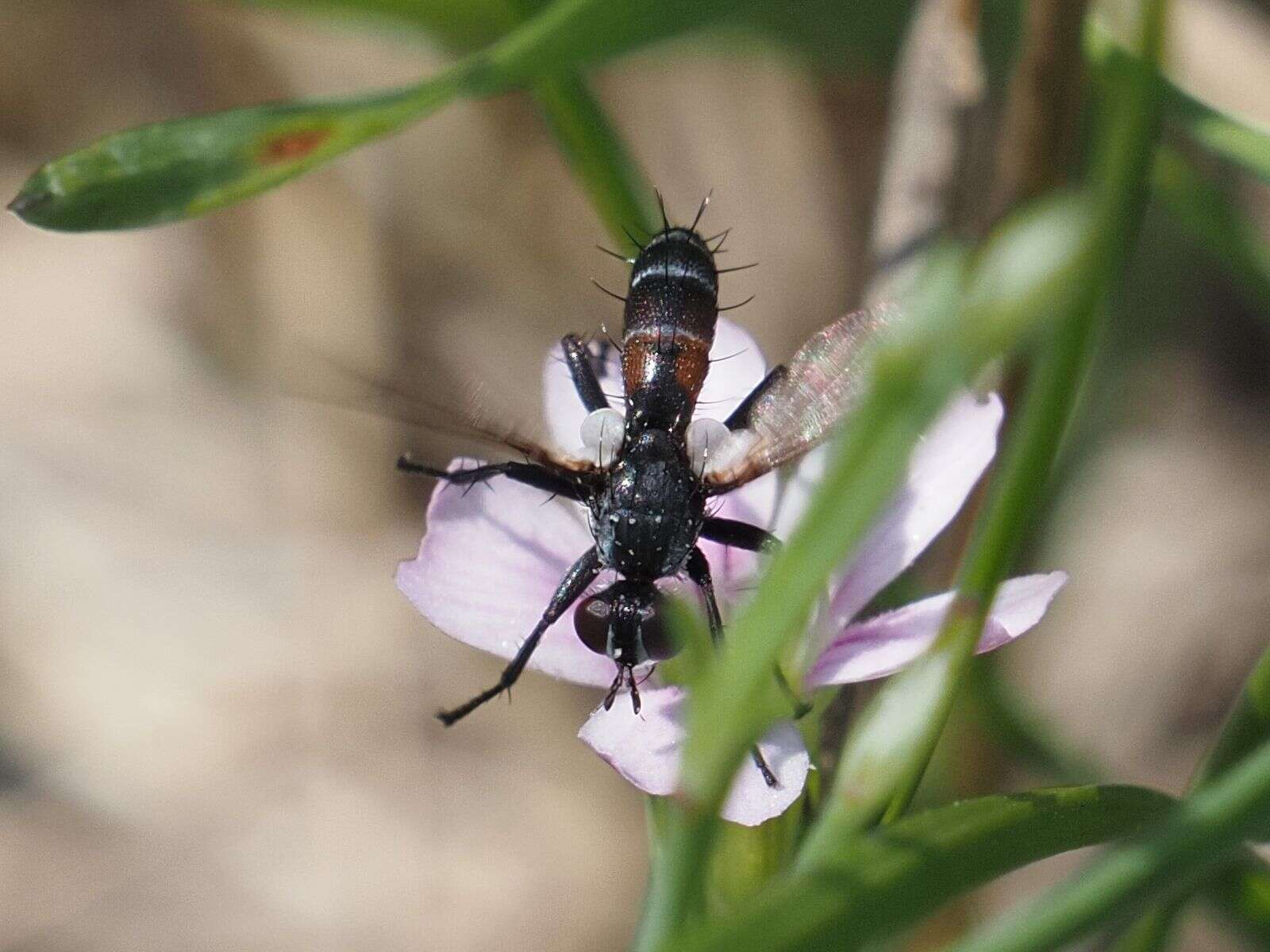 Image of Cylindromyia pusilla (Meigen 1824)