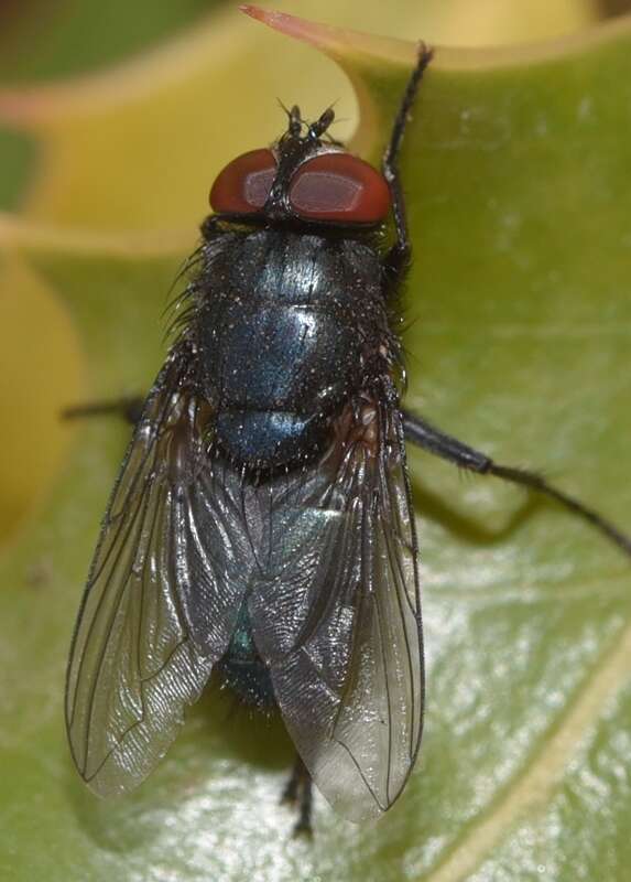 Image de Protocalliphora azurea (Fallen 1817)