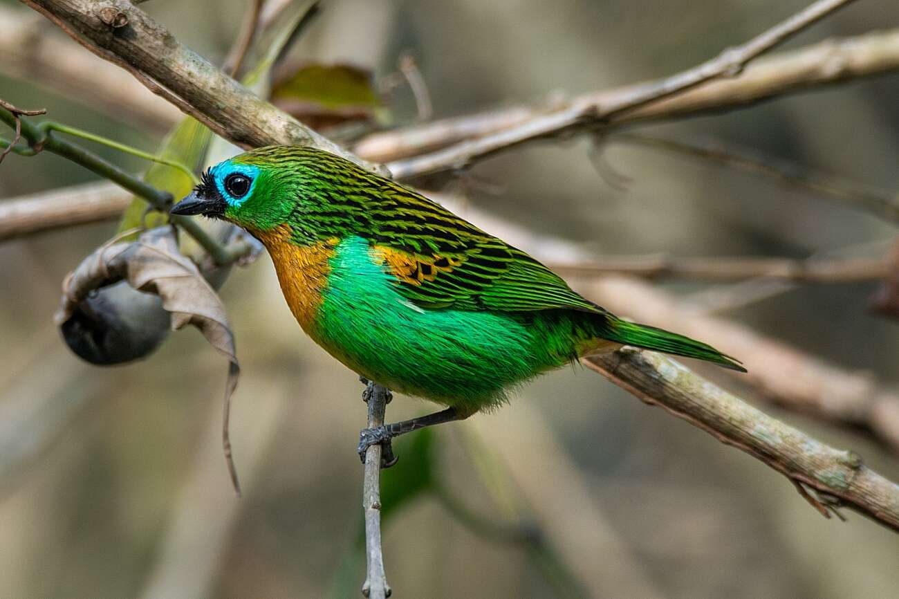 Image of Brassy-breasted Tanager