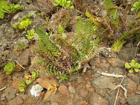 Image of Paragymnopteris marantae subsp. subcordata (Cav.)