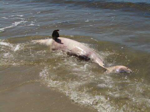 Image of Estuarine Dolphin