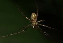 Image de Tetragnatha pilosa Gillespie 1992