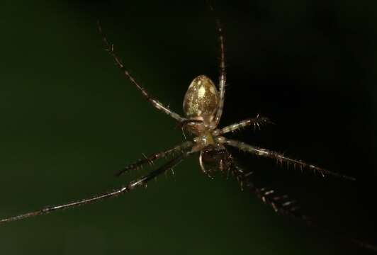 Image of Tetragnatha pilosa Gillespie 1992