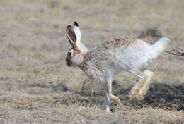 Image of White-tailed Jackrabbit