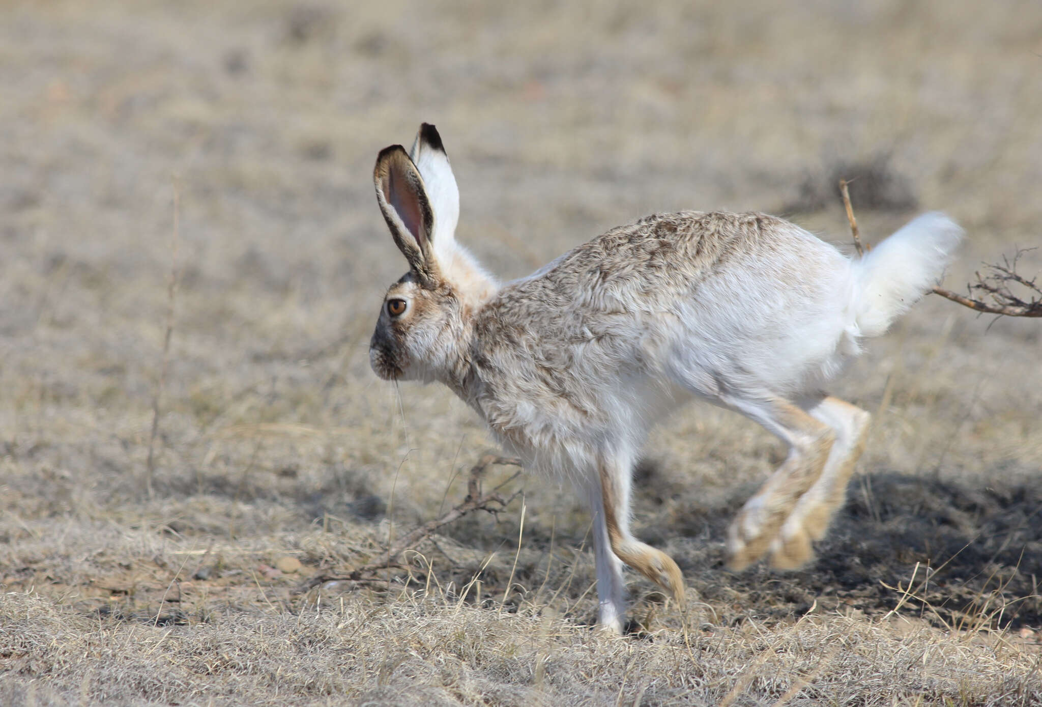 Image of White-tailed Jackrabbit