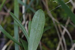 Imagem de Sericocarpus rigidus Lindl.