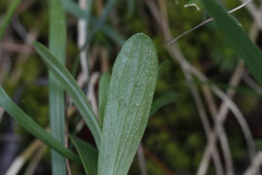 Image of Columbian whitetop aster