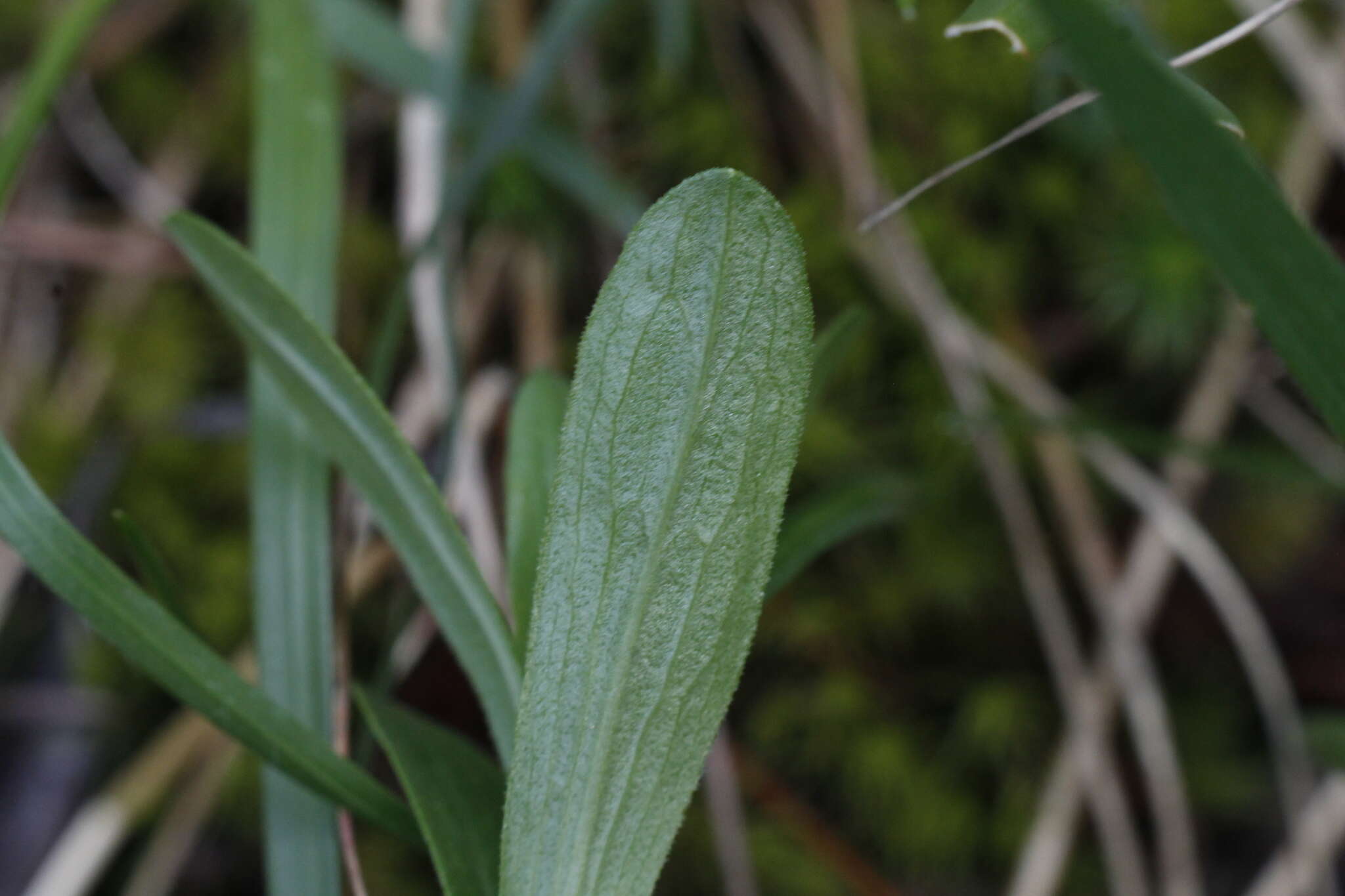 Image of Columbian whitetop aster