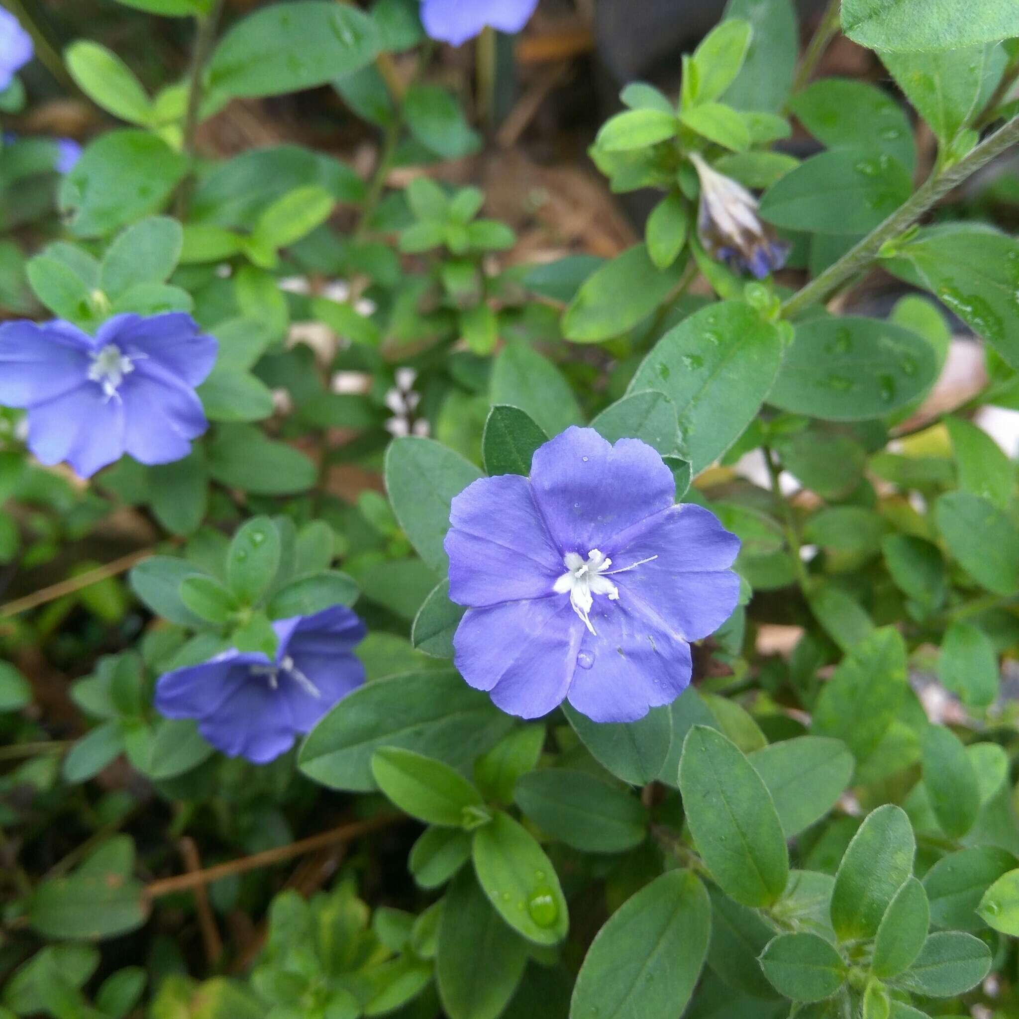 Image of Brazilian dwarf morning-glory