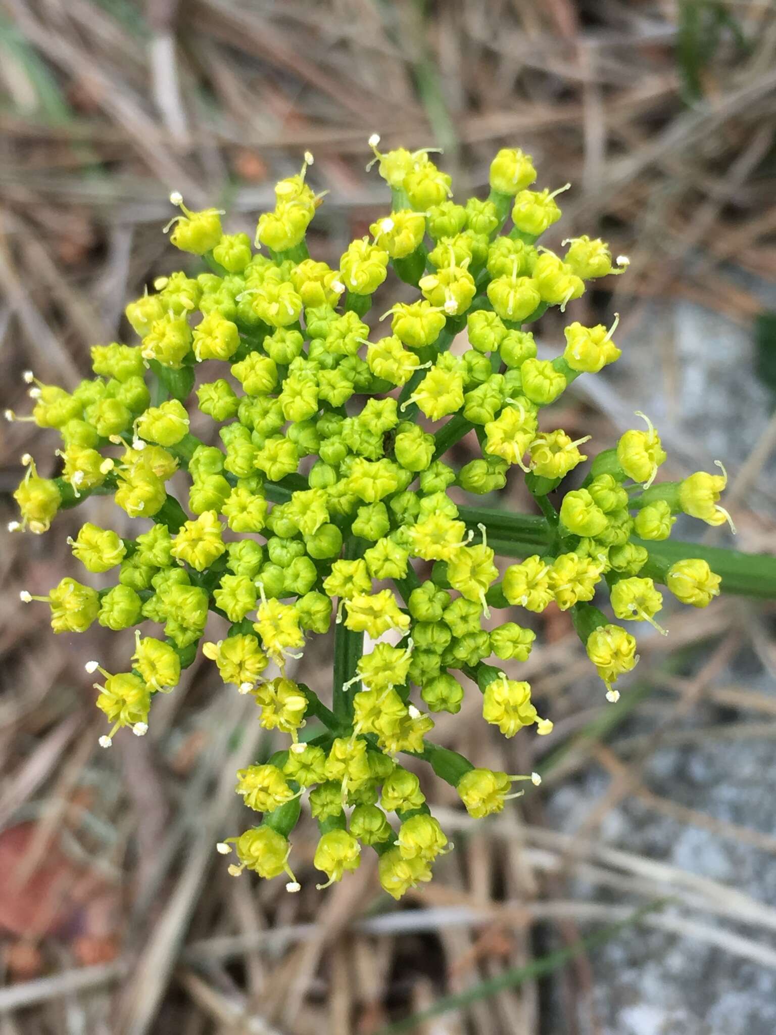 Lomatium parvifolium (Hook. & Arn.) Jepson的圖片