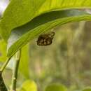 Image of Oeda (Oedacanthus) informis Westwood