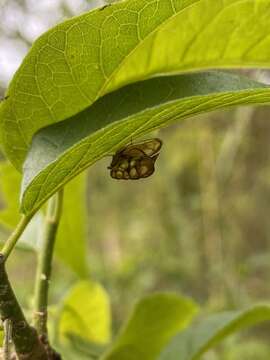 Image of Oeda (Oedacanthus) informis Westwood