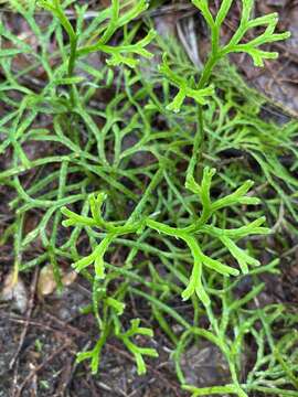 Image de Diphasiastrum multispicatum (J. H. Wilce) Holub