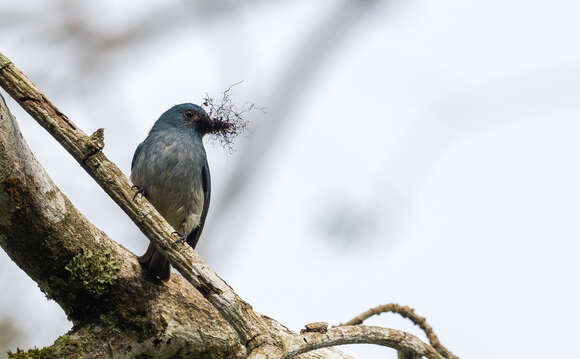 Image of Island Flycatcher