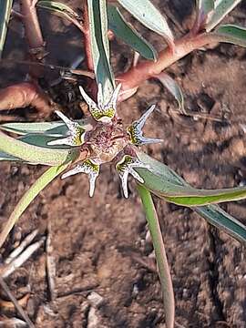 Image of Euphorbia pseudotuberosa Pax