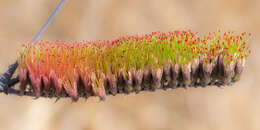 Image of Combretum longispicatum (Engl.) Engl. & Diels