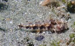 Image of Yoshino&#39;s goby