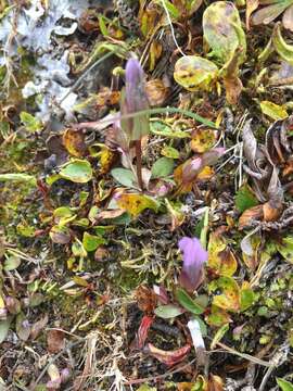 Image of Four-Part Dwarf-Gentian