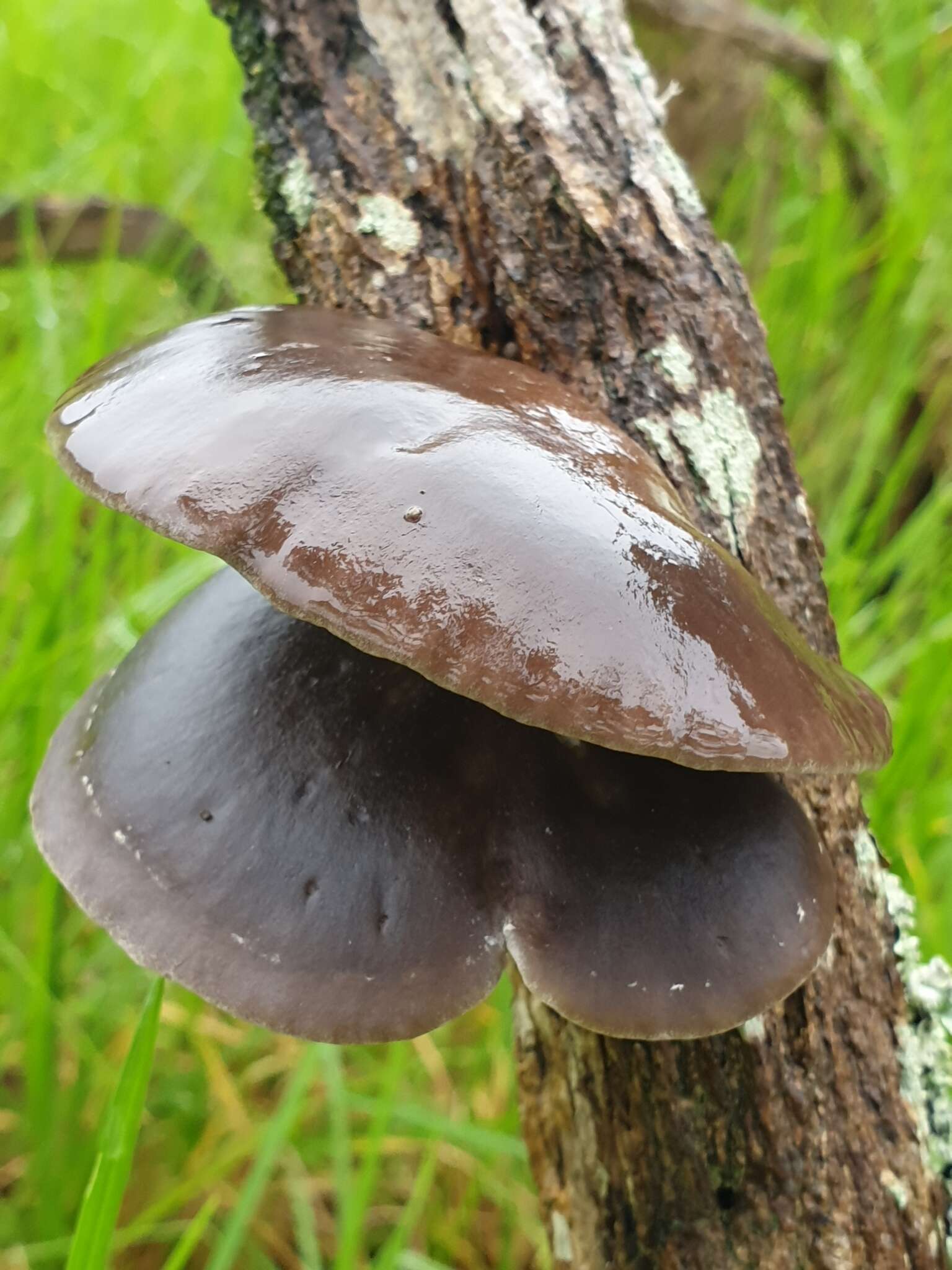 Plancia ëd Pleurotus australis Sacc. 1891