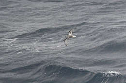 Image of Mottled Petrel