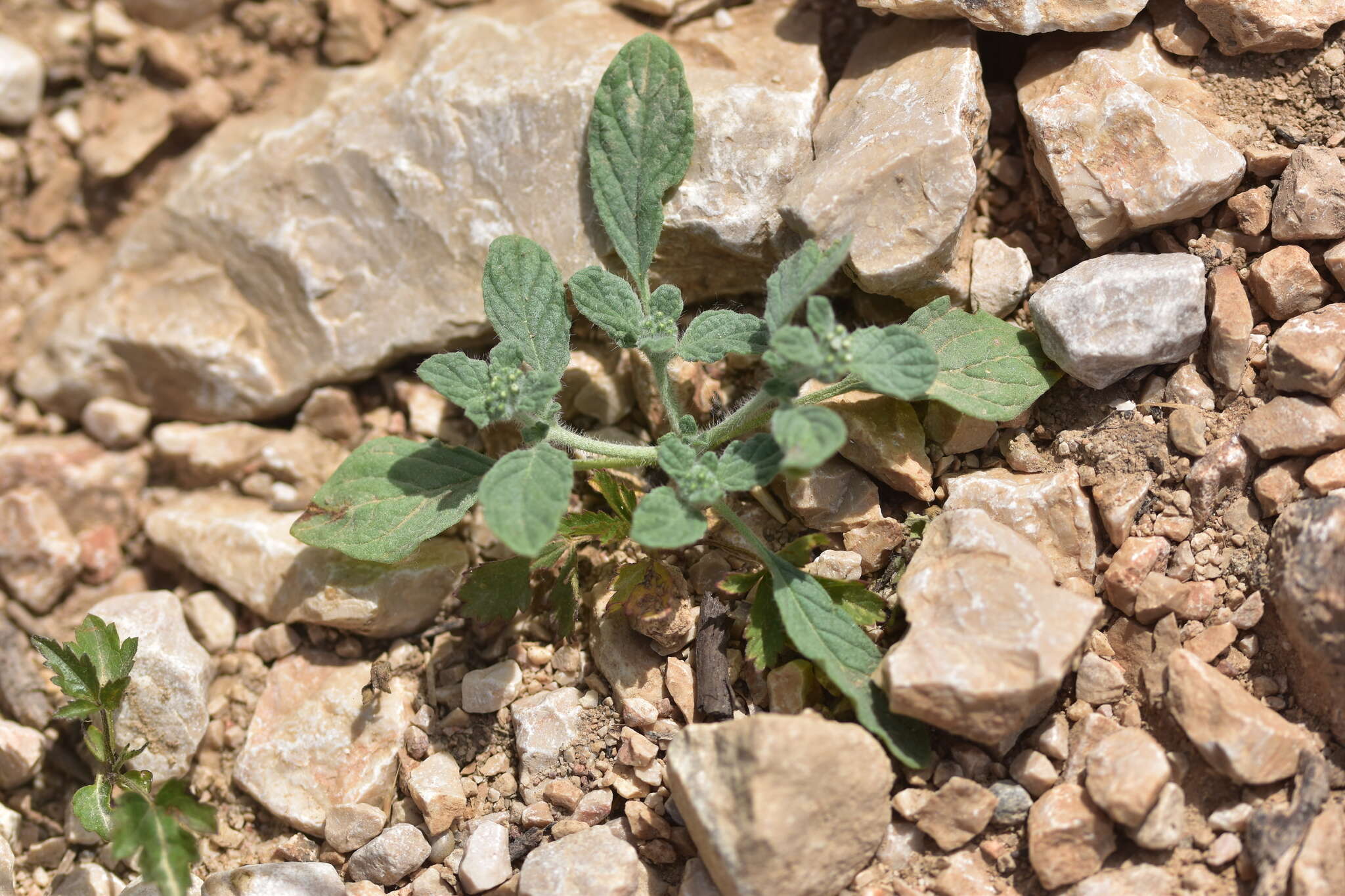 Imagem de Heliotropium supinum L.