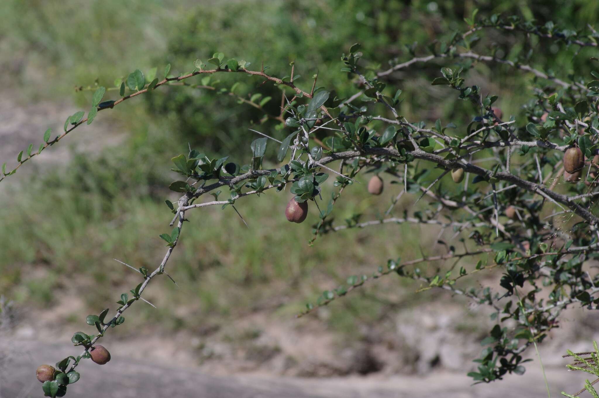 Putterlickia verrucosa (E. Mey. ex Sond.) Sim的圖片