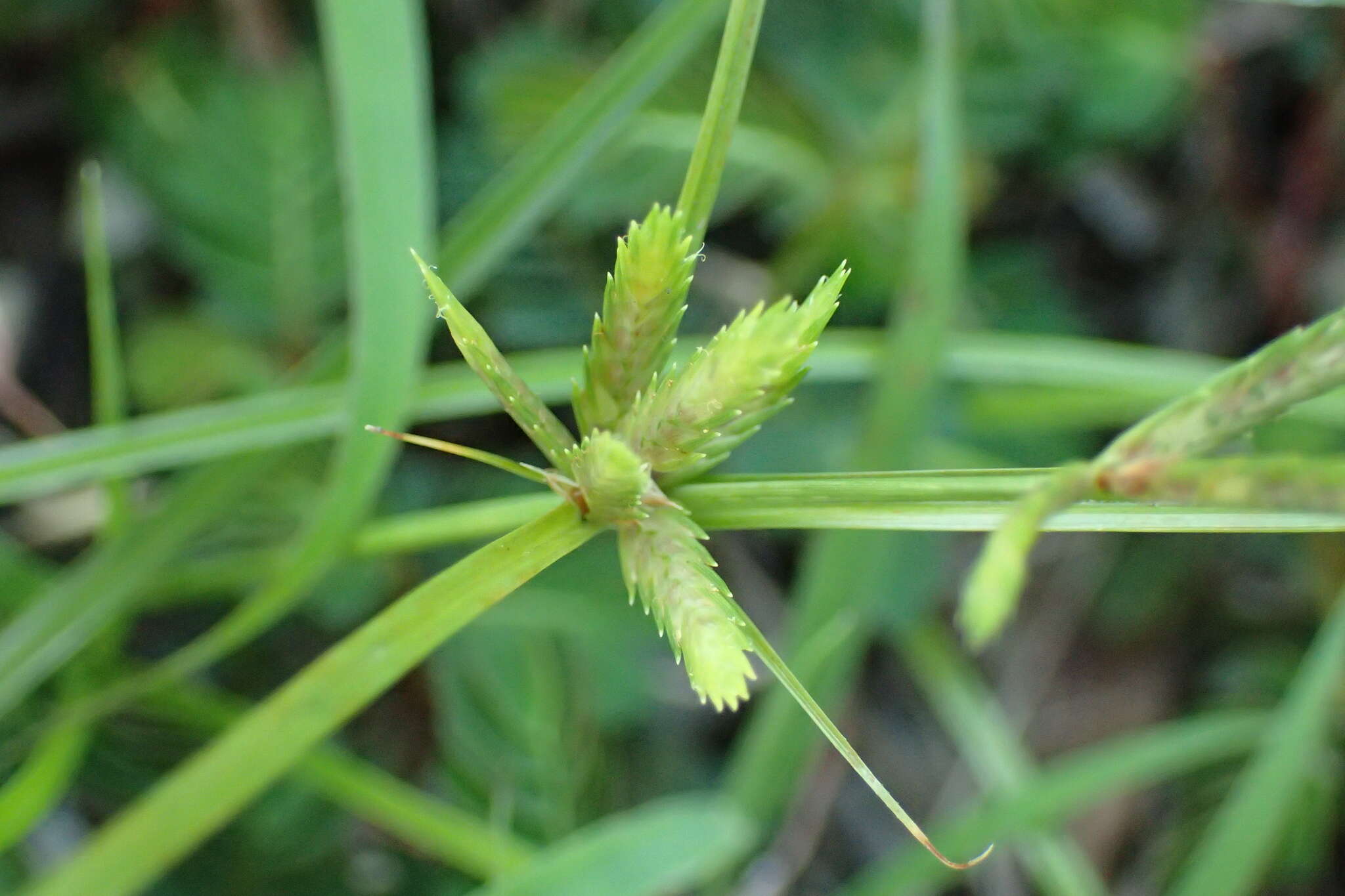 Imagem de Cyperus compressus L.