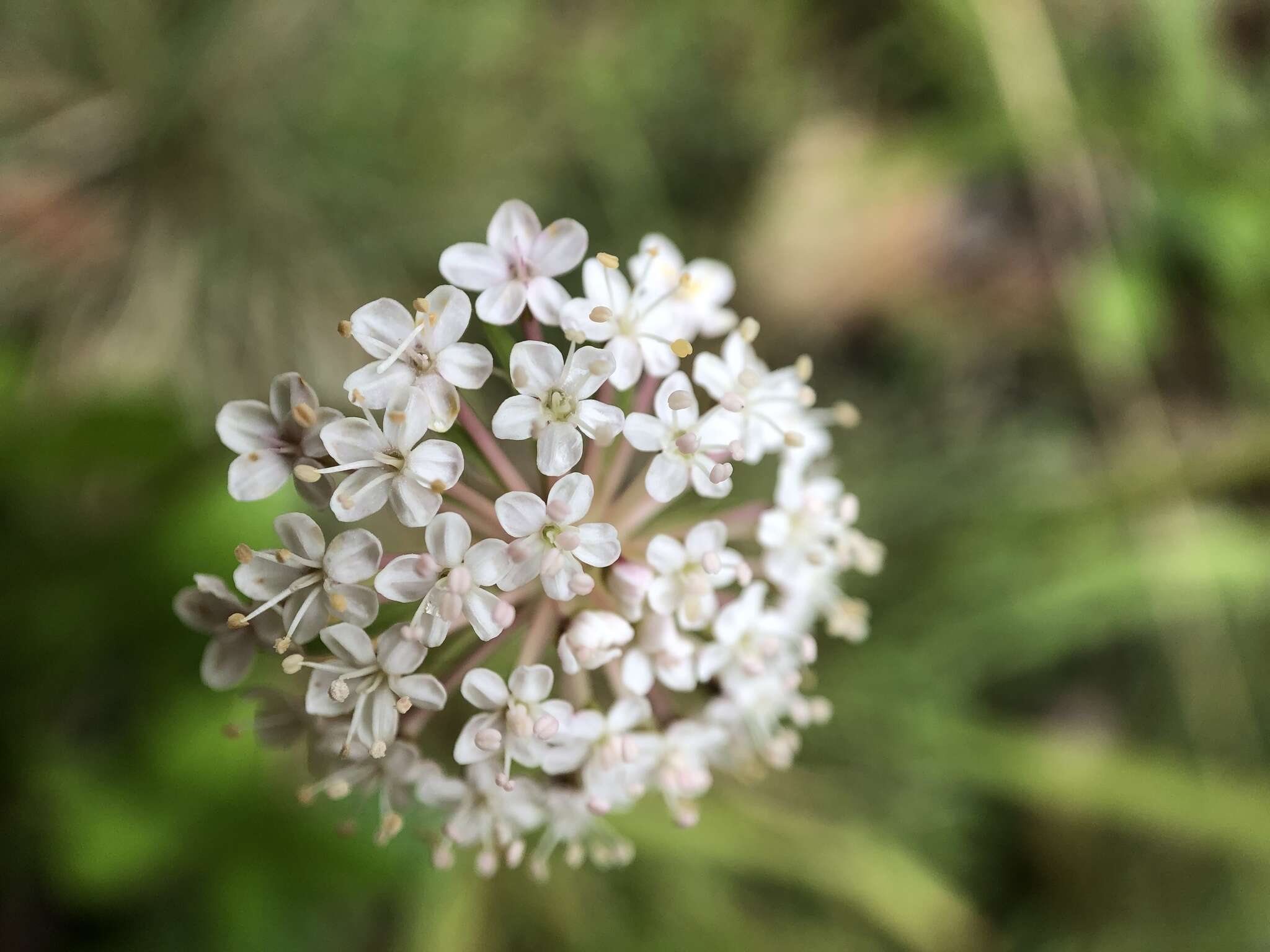 Trachymene humilis (Domin) Benth. resmi