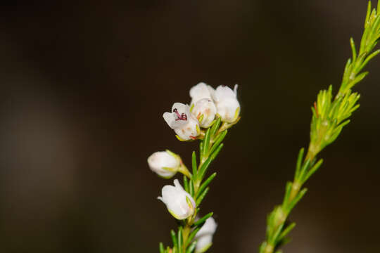 Imagem de Erica margaritacea