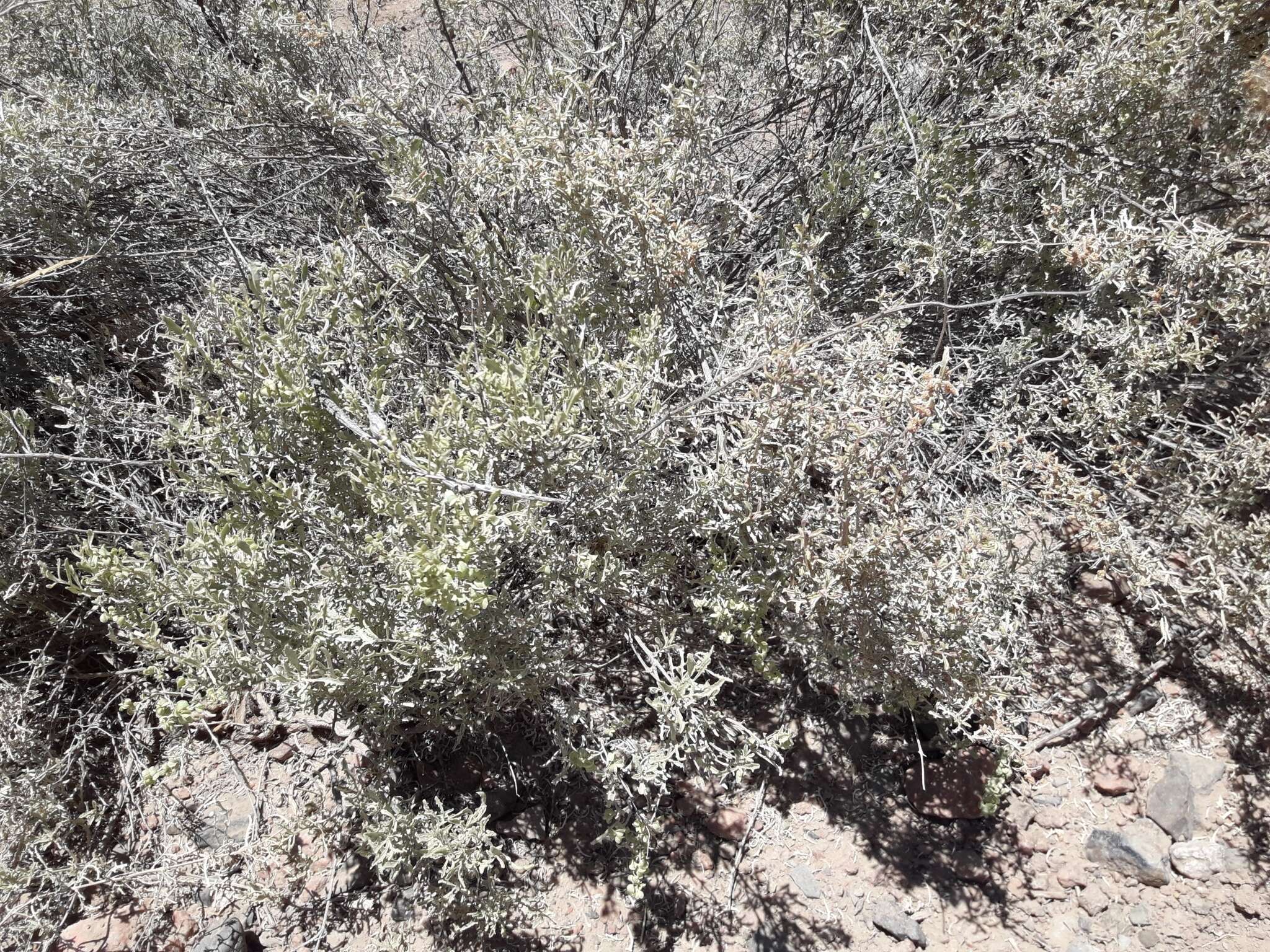 Image of South American saltbush